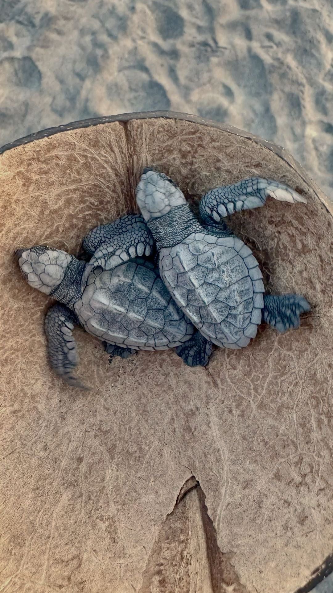 Why Disney's Vero Beach Turtle Conservation Matters More Than Ever