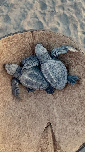 Why Disney's Vero Beach Turtle Conservation Matters More Than Ever