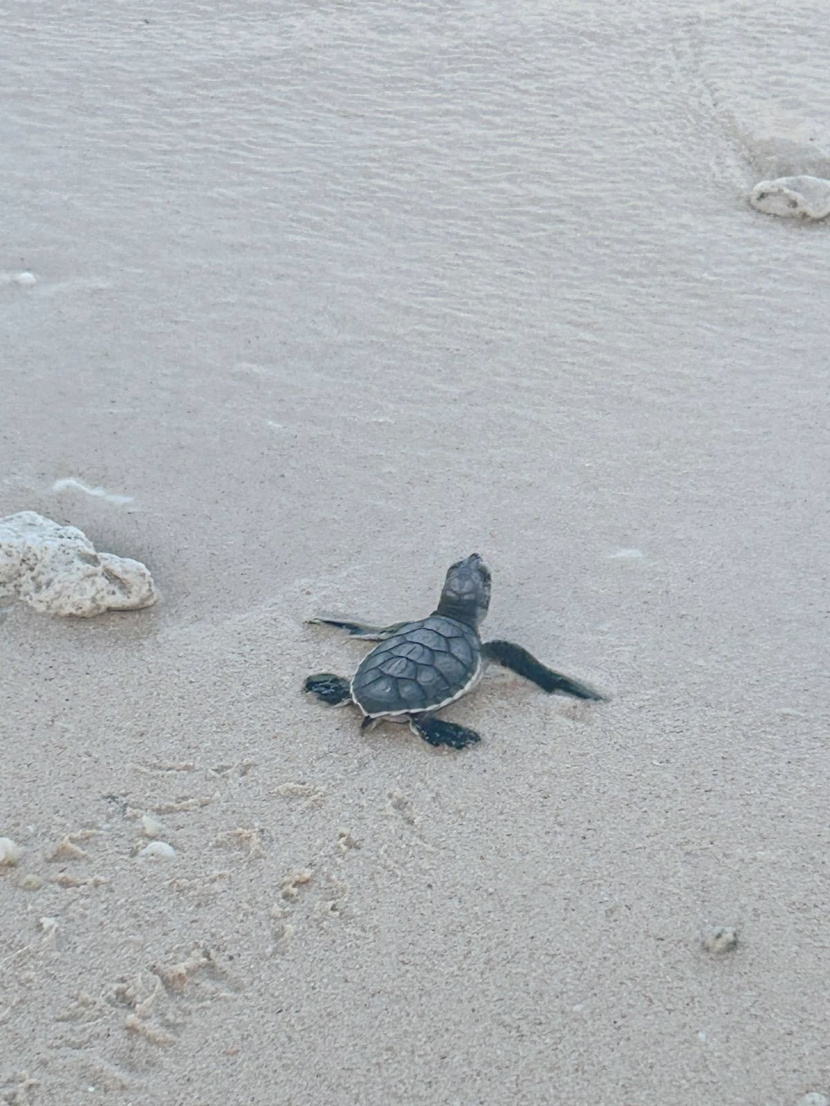 The Turtles of Vero Beach