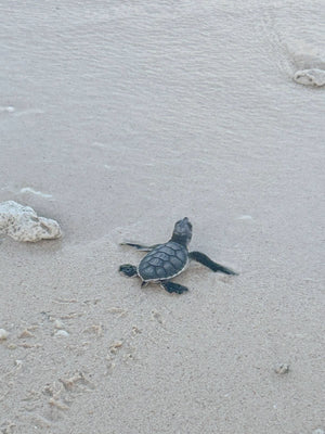 The Turtles of Vero Beach